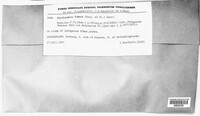 Image of Bjerkandera fumosa